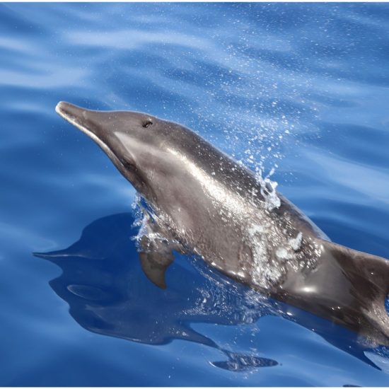 Avistamiento científico de cetáceos Delfín mular